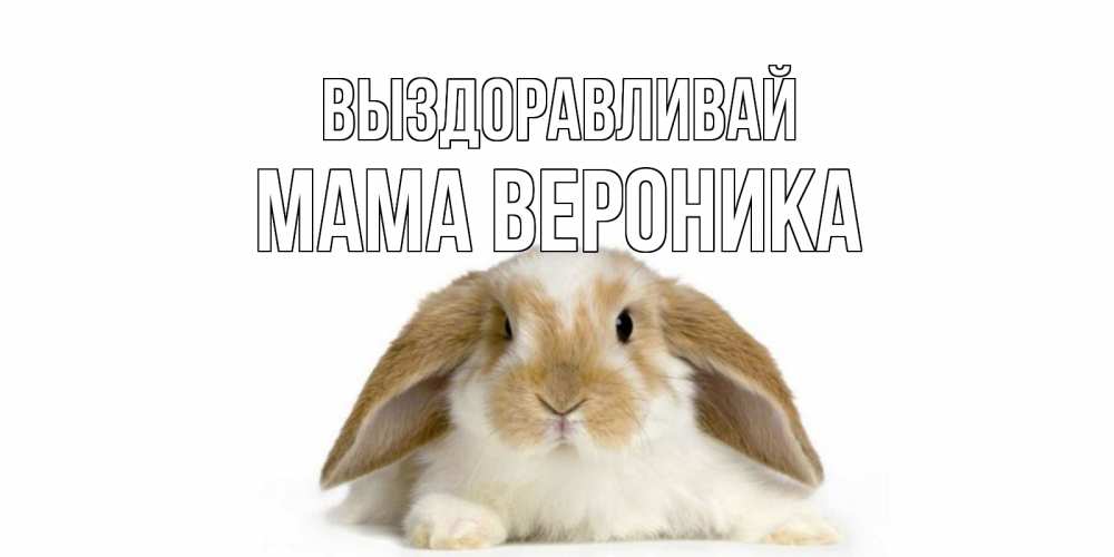 Открытка на каждый день с именем, Мама-Вероника Выздоравливай вислоухий кролик белого и коричневого цвета Прикольная открытка с пожеланием онлайн скачать бесплатно 