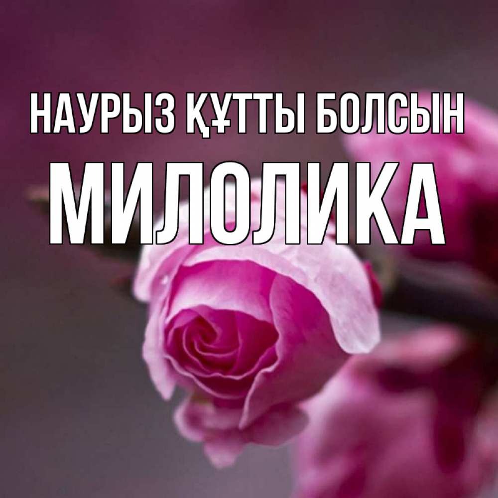 Открытка на каждый день с именем, Милолика Наурыз құтты болсын весна Прикольная открытка с пожеланием онлайн скачать бесплатно 