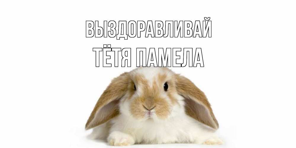 Открытка на каждый день с именем, Тётя-Памела Выздоравливай вислоухий кролик белого и коричневого цвета Прикольная открытка с пожеланием онлайн скачать бесплатно 