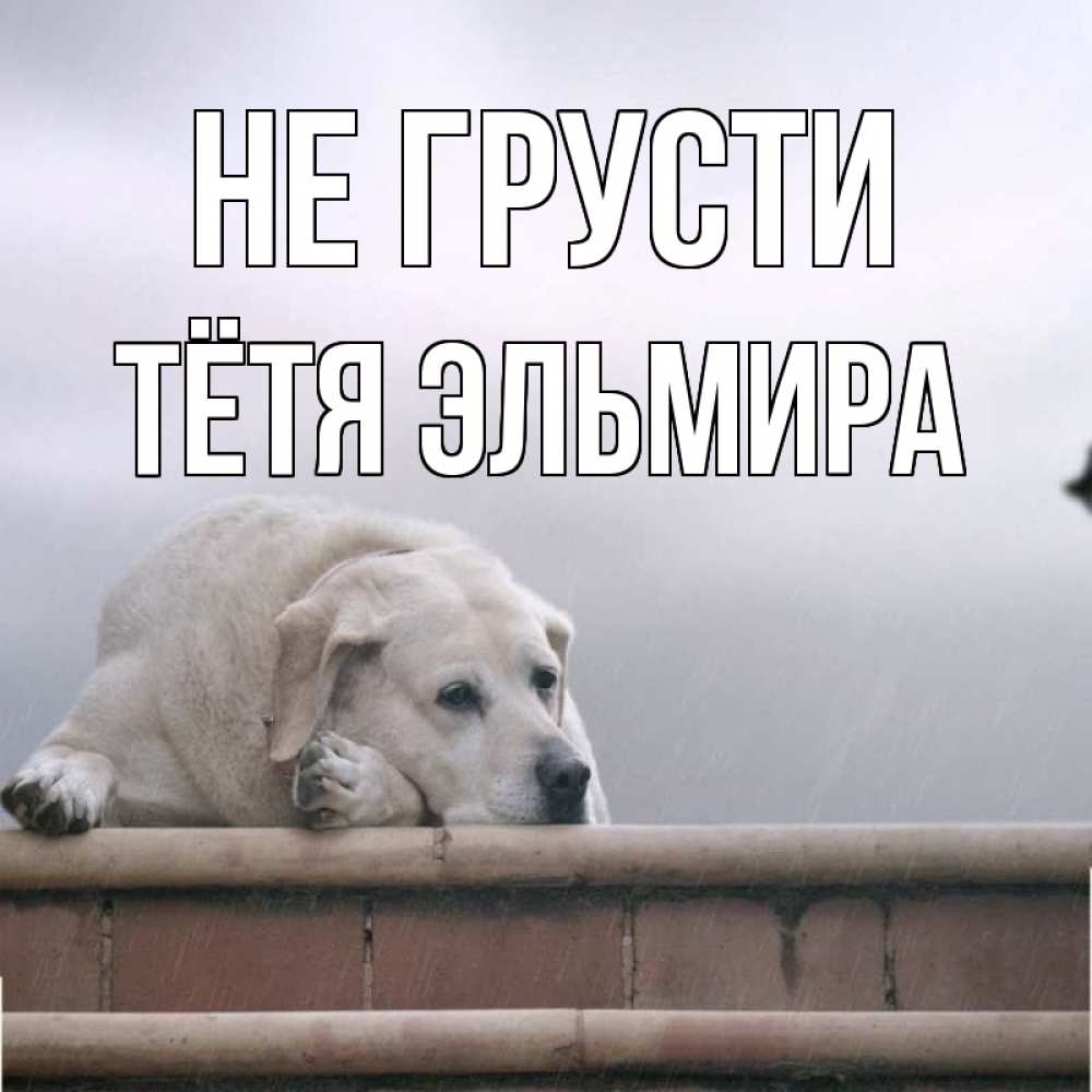 Открытка на каждый день с именем, Тётя-Эльмира Не грусти белый пес 1 Прикольная открытка с пожеланием онлайн скачать бесплатно 