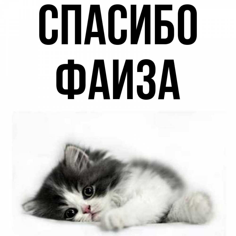 Открытка на каждый день с именем, Фаиза Спасибо черный и белый кот Прикольная открытка с пожеланием онлайн скачать бесплатно 