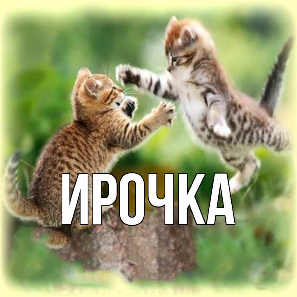 Открытка на каждый день с именем, ирочка Главная игры котят Прикольная открытка с пожеланием онлайн скачать бесплатно 