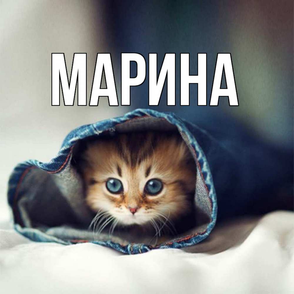 Открытка на каждый день с именем, Марина Главная кот в одежде Прикольная открытка с пожеланием онлайн скачать бесплатно 