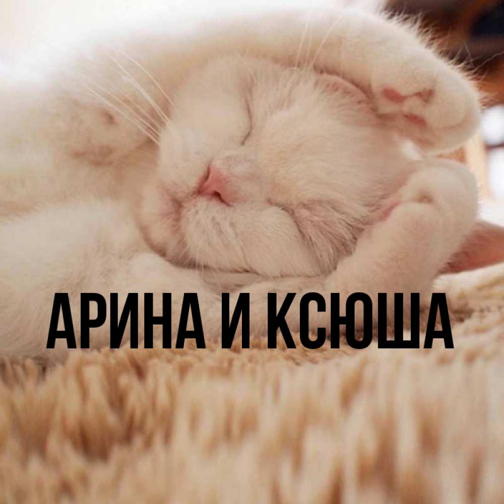 Открытка на каждый день с именем, Арина-и-Ксюша Главная Котенок спит Прикольная открытка с пожеланием онлайн скачать бесплатно 