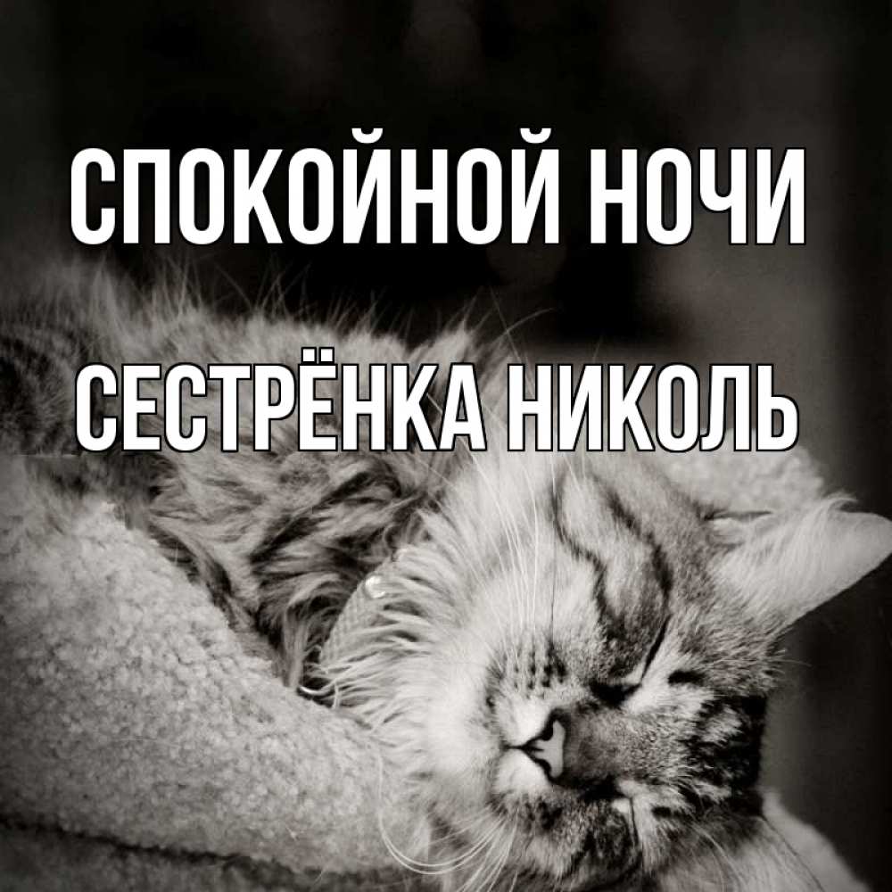 Открытка на каждый день с именем, Сестрёнка-Николь Спокойной ночи котярик пушистый Прикольная открытка с пожеланием онлайн скачать бесплатно 