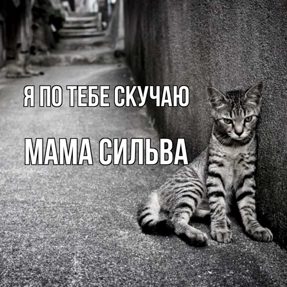 Открытка на каждый день с именем, Мама-Сильва Я по тебе скучаю одиноко котику Прикольная открытка с пожеланием онлайн скачать бесплатно 