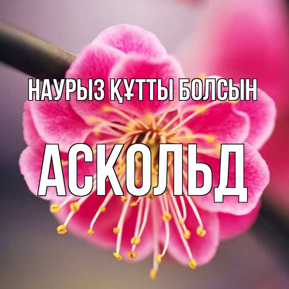 Открытка на каждый день с именем, Аскольд Наурыз құтты болсын цветы Прикольная открытка с пожеланием онлайн скачать бесплатно 