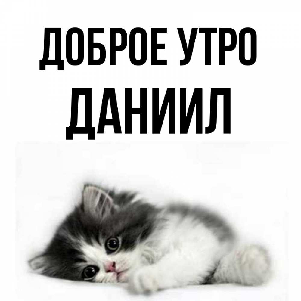 Открытка на каждый день с именем, Даниил Доброе утро кот лапки Прикольная открытка с пожеланием онлайн скачать бесплатно 