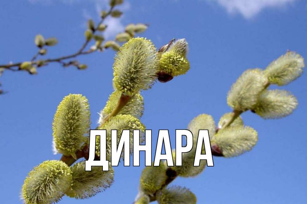Открытка на каждый день с именем, Динара Главная верба Прикольная открытка с пожеланием онлайн скачать бесплатно 