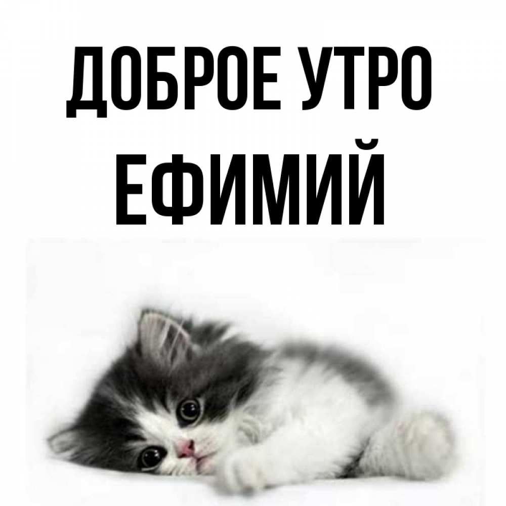 Открытка на каждый день с именем, Ефимий Доброе утро кот лапки Прикольная открытка с пожеланием онлайн скачать бесплатно 