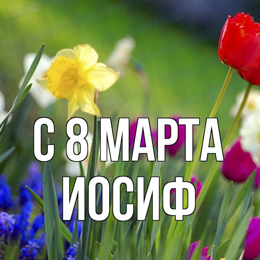 Открытка на каждый день с именем, Иосиф С 8 МАРТА международный женский день 3 Прикольная открытка с пожеланием онлайн скачать бесплатно 