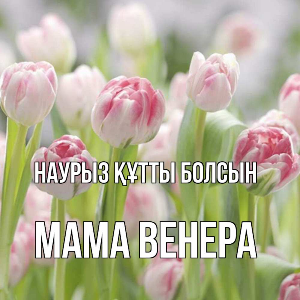 Открытка на каждый день с именем, Мама-Венера Наурыз құтты болсын цветы Прикольная открытка с пожеланием онлайн скачать бесплатно 