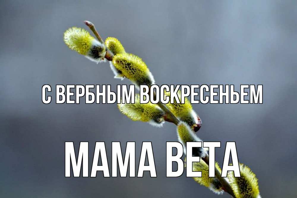 Открытка на каждый день с именем, Мама-Вета С вербным воскресеньем верба Прикольная открытка с пожеланием онлайн скачать бесплатно 