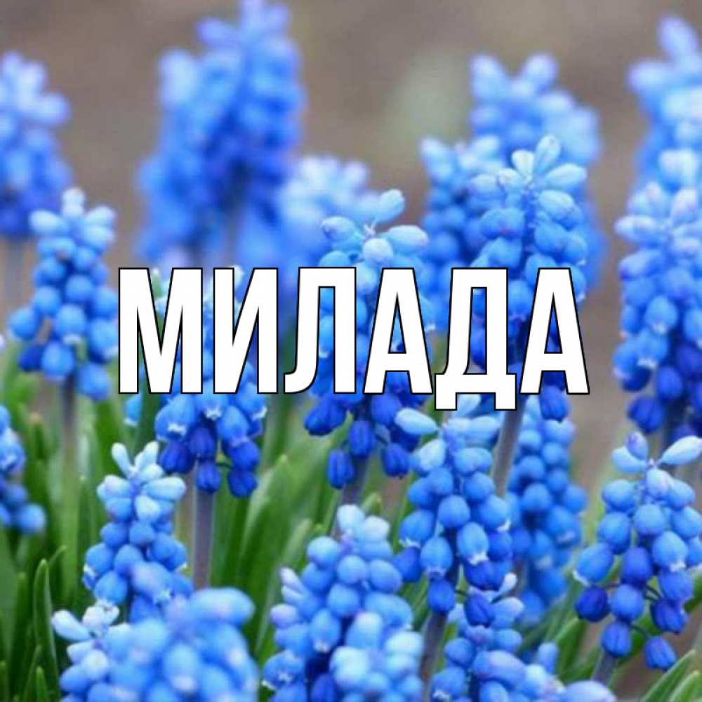 Открытка на каждый день с именем, Милада Главная Поздравительная открытка для женщин с цветами на праздничную дату Прикольная открытка с пожеланием онлайн скачать бесплатно 