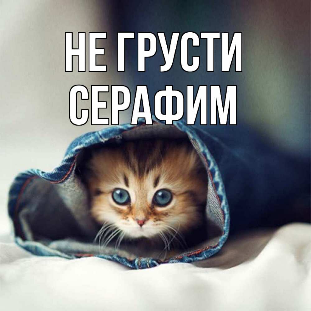 Открытка на каждый день с именем, Серафим Не грусти кот в одежде Прикольная открытка с пожеланием онлайн скачать бесплатно 