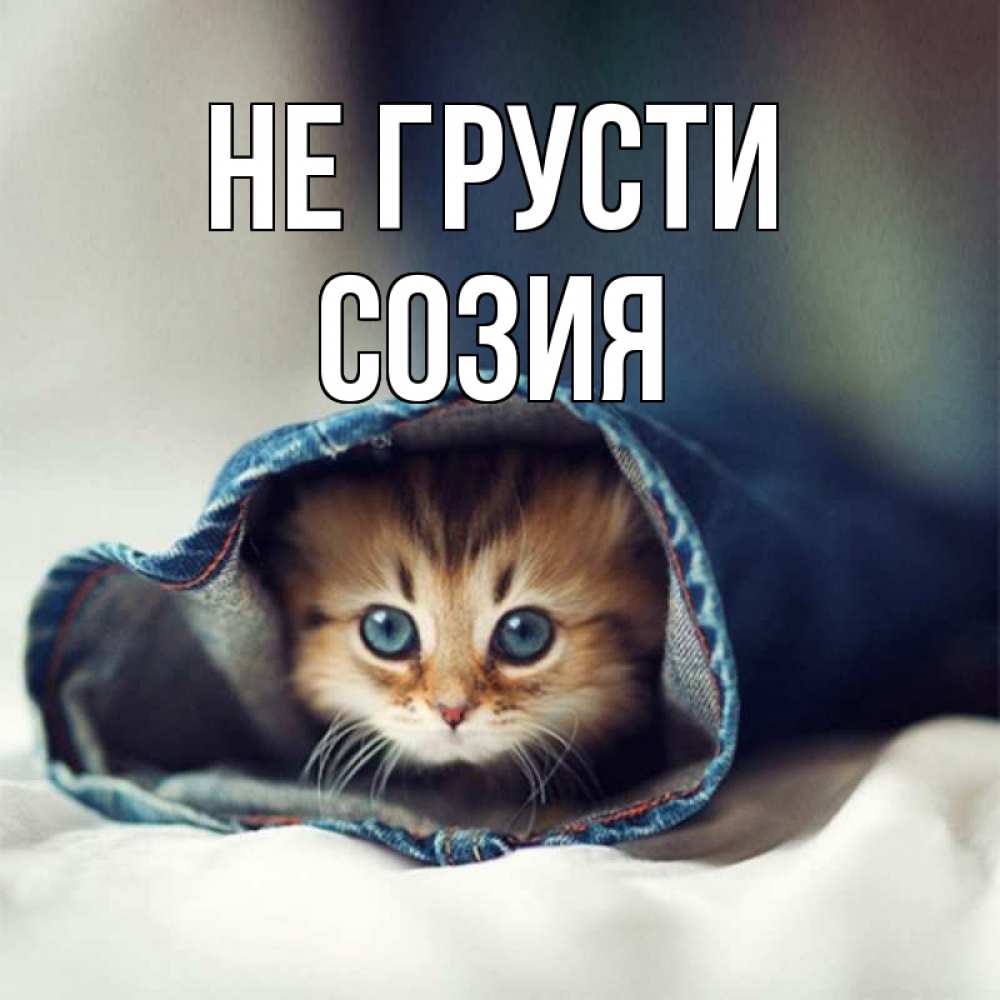 Открытка на каждый день с именем, Созия Не грусти кот в одежде Прикольная открытка с пожеланием онлайн скачать бесплатно 