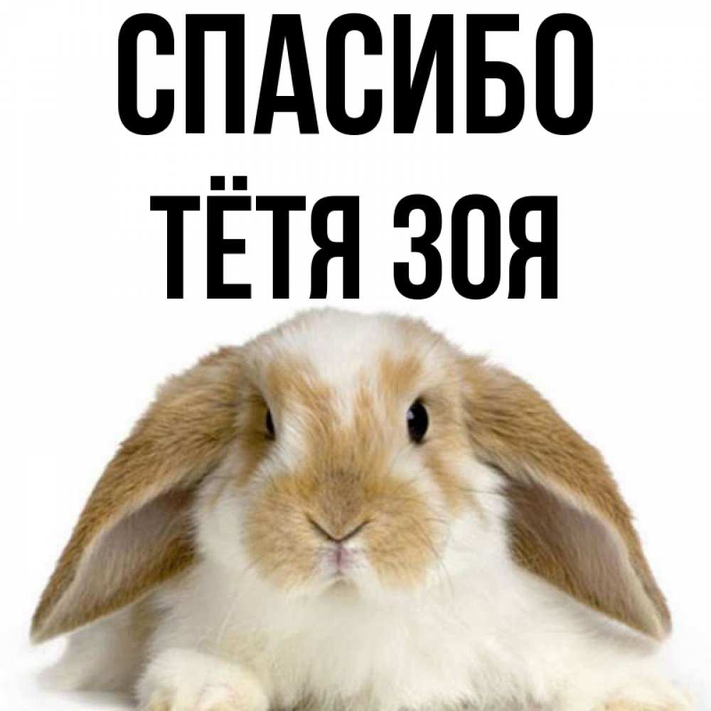 Открытка на каждый день с именем, Тётя-Зоя Спасибо коричнево белый заяц Прикольная открытка с пожеланием онлайн скачать бесплатно 