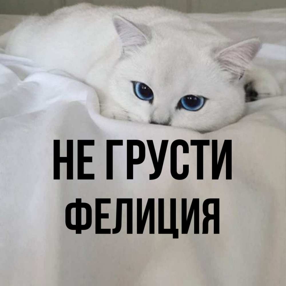 Открытка на каждый день с именем, Фелиция Не грусти Голубоглазая кошка Прикольная открытка с пожеланием онлайн скачать бесплатно 