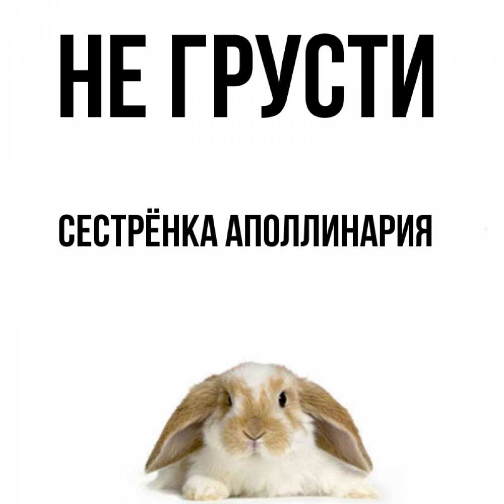 Открытка на каждый день с именем, Сестрёнка-Аполлинария Не грусти коричнево белый заяц с большими ушками Прикольная открытка с пожеланием онлайн скачать бесплатно 