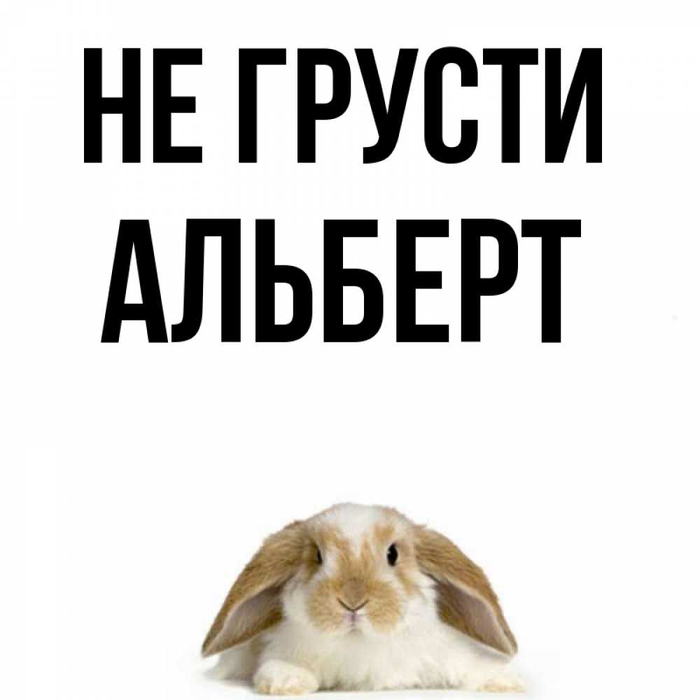 Открытка на каждый день с именем, Альберт Не грусти коричнево белый заяц с большими ушками Прикольная открытка с пожеланием онлайн скачать бесплатно 