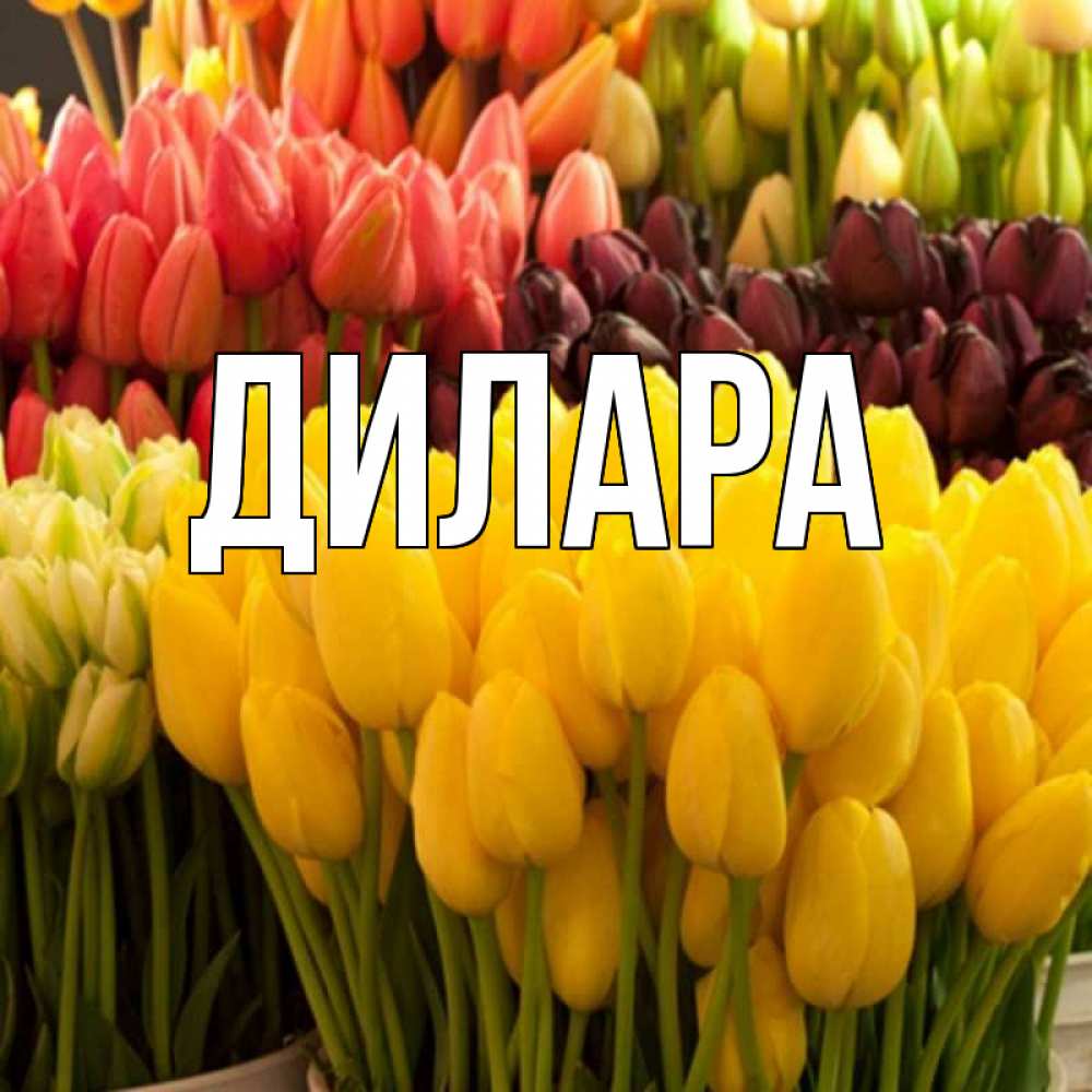 Открытка на каждый день с именем, Дилара Главная цветы Прикольная открытка с пожеланием онлайн скачать бесплатно 