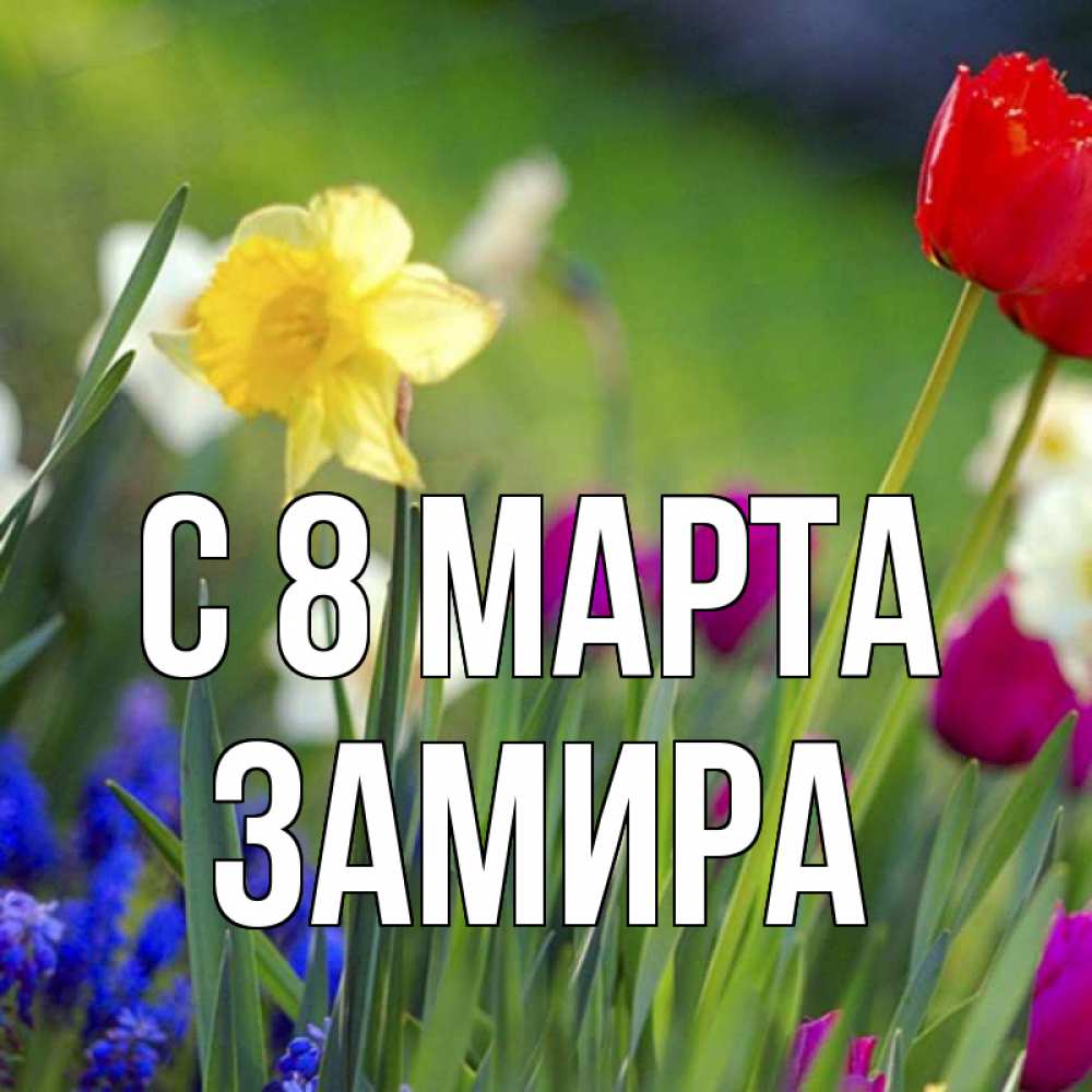 Открытка на каждый день с именем, Замира С 8 марта международный женский день 3 Прикольная открытка с пожеланием онлайн скачать бесплатно 