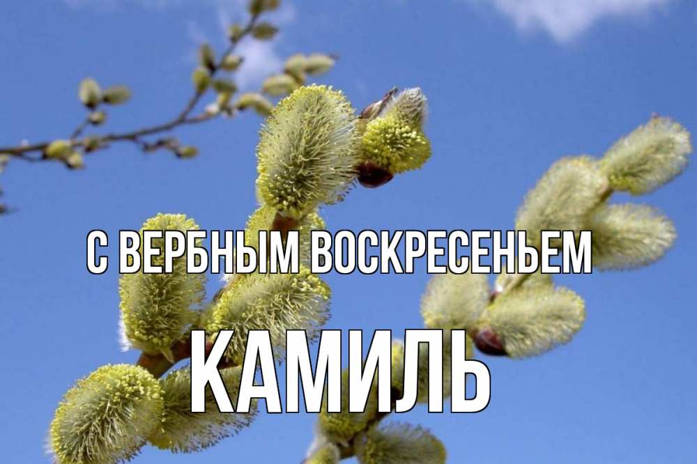 Открытка на каждый день с именем, Камиль С вербным воскресеньем верба Прикольная открытка с пожеланием онлайн скачать бесплатно 