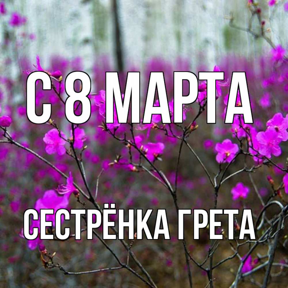 Открытка на каждый день с именем, Сестрёнка-Грета С 8 МАРТА дикие цветы Прикольная открытка с пожеланием онлайн скачать бесплатно 