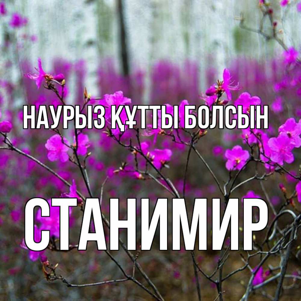 Открытка на каждый день с именем, Станимир Наурыз құтты болсын дикие цветы Прикольная открытка с пожеланием онлайн скачать бесплатно 