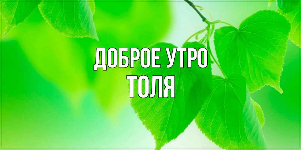 Открытка на каждый день с именем, Толя Доброе утро доброе утро с березовыми листьями Прикольная открытка с пожеланием онлайн скачать бесплатно 