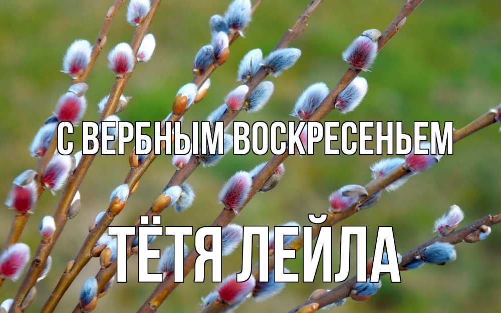 Открытка на каждый день с именем, Тётя-Лейла С вербным воскресеньем верба Прикольная открытка с пожеланием онлайн скачать бесплатно 
