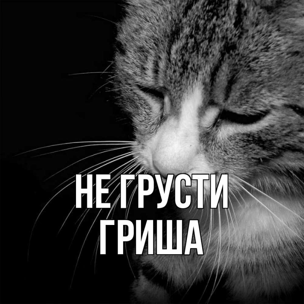 Открытка на каждый день с именем, Гриша Не грусти грустный котик Прикольная открытка с пожеланием онлайн скачать бесплатно 