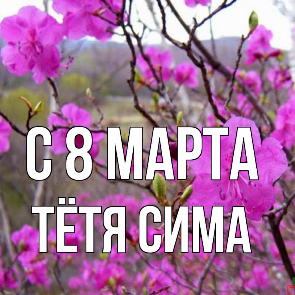 Открытка на каждый день с именем, Тётя-Сима С 8 марта международный женский день Прикольная открытка с пожеланием онлайн скачать бесплатно 