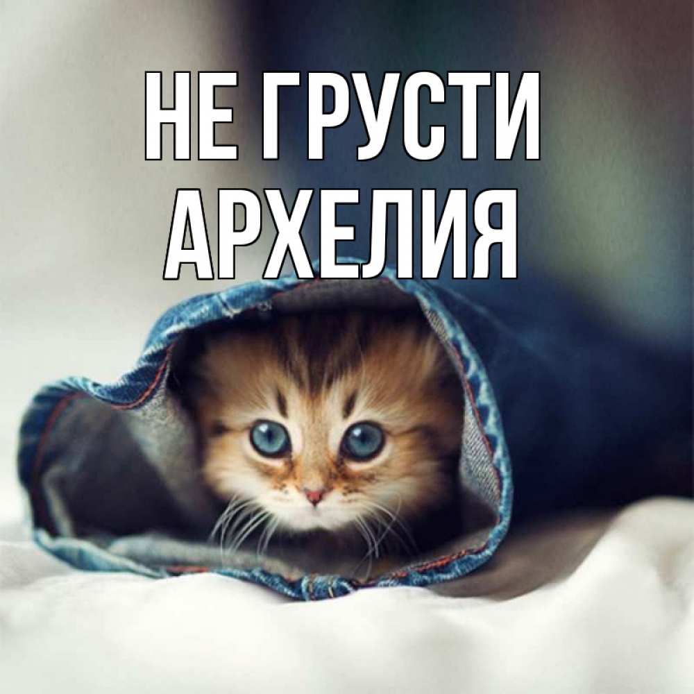 Открытка на каждый день с именем, Архелия Не грусти кот в одежде Прикольная открытка с пожеланием онлайн скачать бесплатно 
