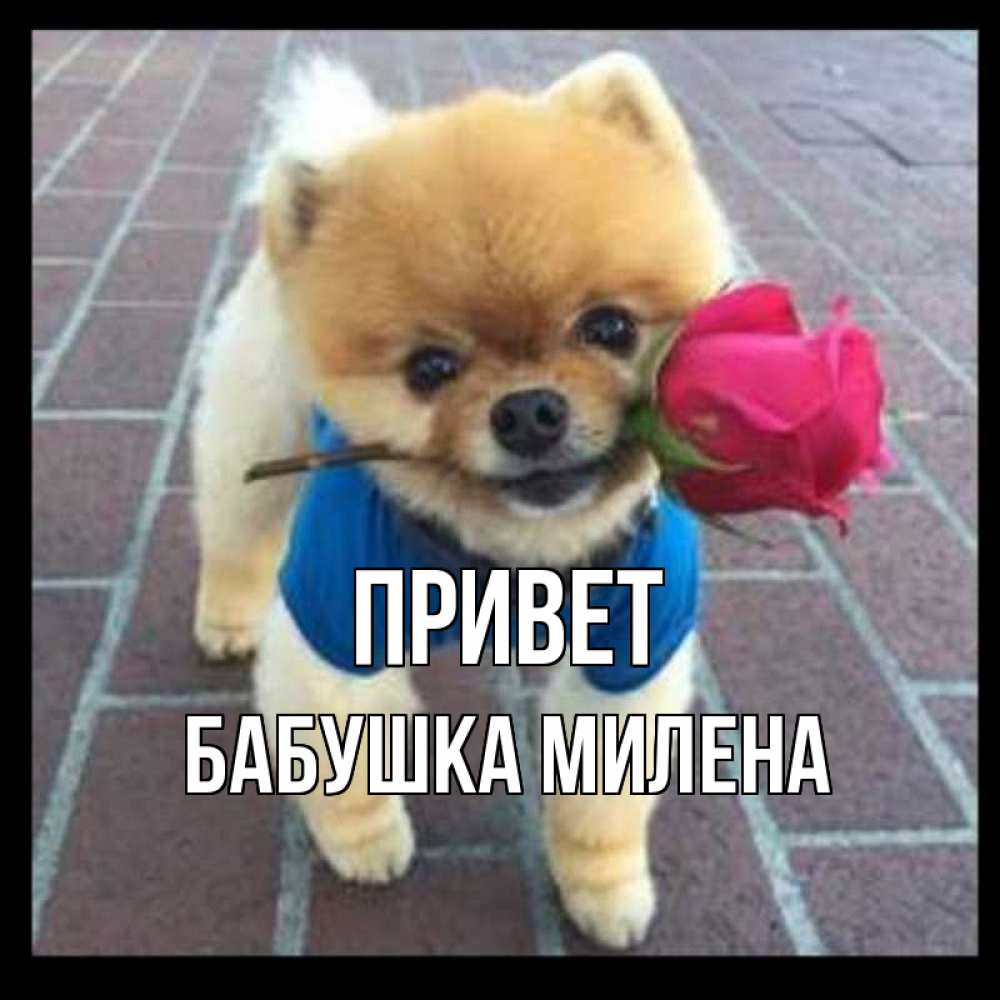 Открытка на каждый день с именем, Бабушка-Милена Привет роза в зубах у собаки Прикольная открытка с пожеланием онлайн скачать бесплатно 