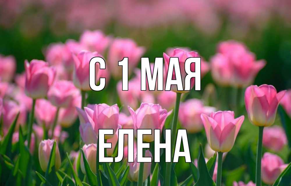 Открытка на каждый день с именем, Елена С 1 мая С 1 мая Прикольная открытка с пожеланием онлайн скачать бесплатно 