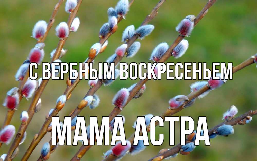 Открытка на каждый день с именем, Мама-Астра С вербным воскресеньем верба Прикольная открытка с пожеланием онлайн скачать бесплатно 