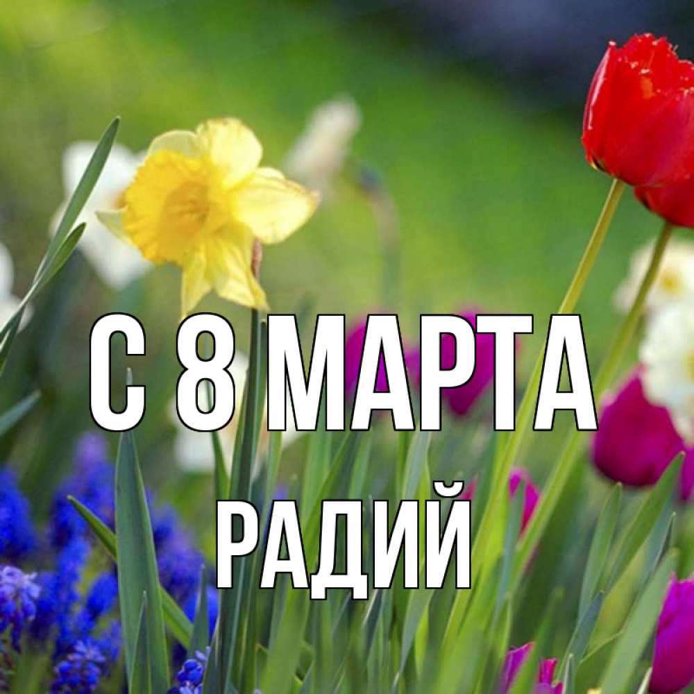 Открытка на каждый день с именем, Радий С 8 марта международный женский день 3 Прикольная открытка с пожеланием онлайн скачать бесплатно 