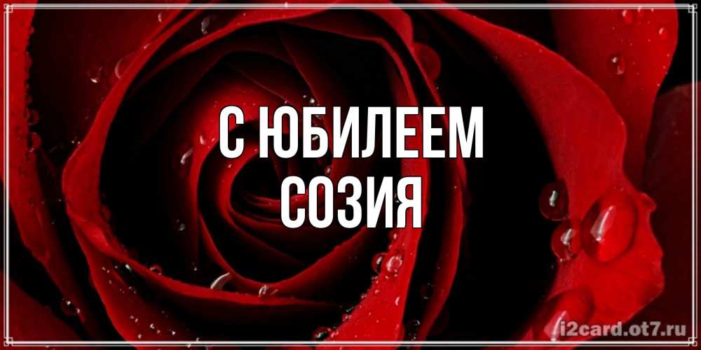 Открытка на каждый день с именем, Созия С юбилеем крупная бордовая роза Прикольная открытка с пожеланием онлайн скачать бесплатно 