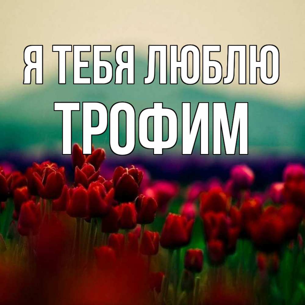 Открытка на каждый день с именем, Трофим Я тебя люблю тюльпаны 4 Прикольная открытка с пожеланием онлайн скачать бесплатно 
