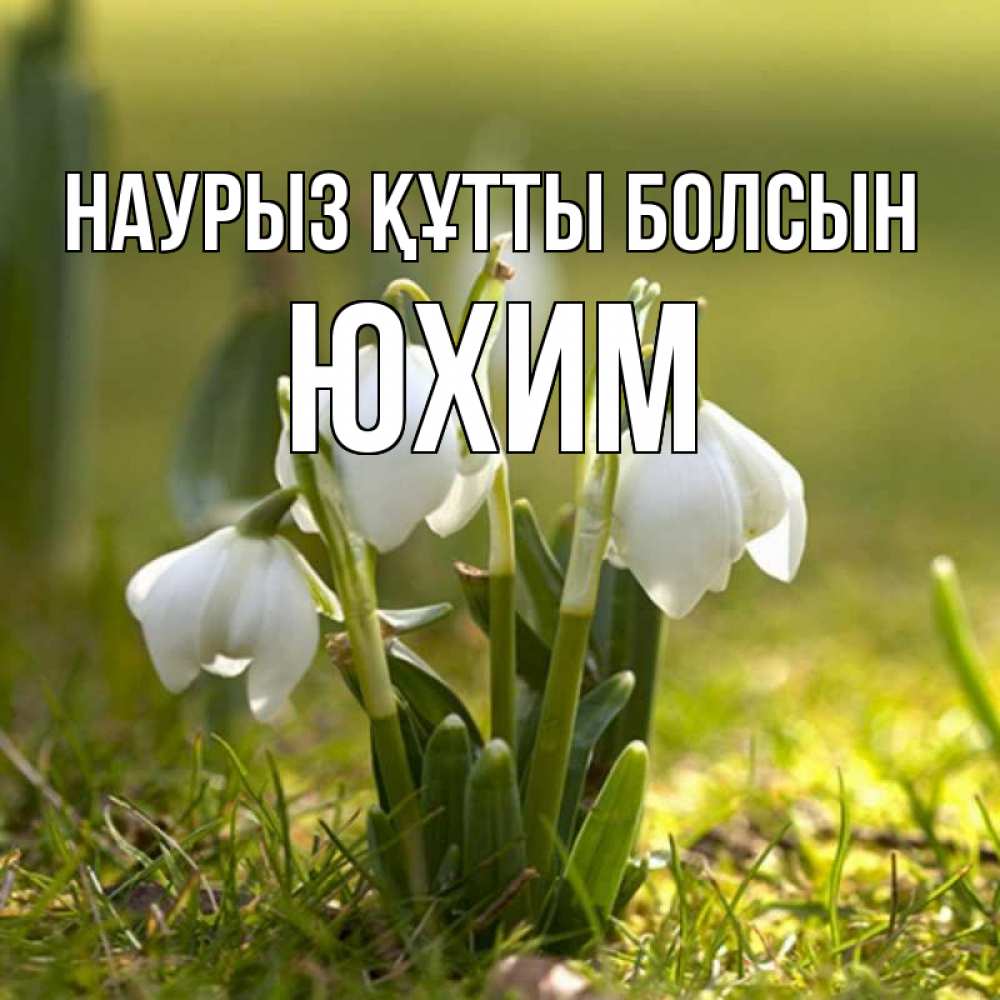 Открытка на каждый день с именем, Юхим Наурыз құтты болсын ранние цветы 2 Прикольная открытка с пожеланием онлайн скачать бесплатно 