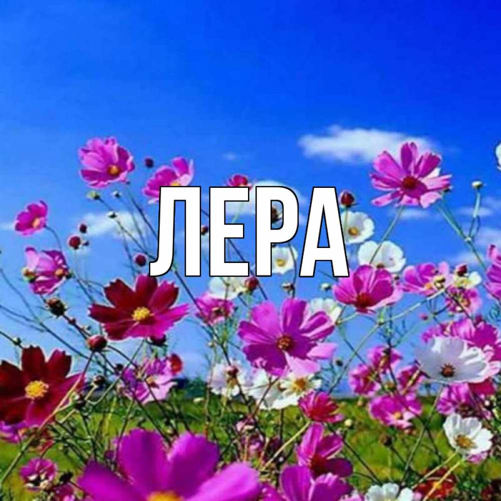 Открытка на каждый день с именем, Лера Главная цветы Прикольная открытка с пожеланием онлайн скачать бесплатно 
