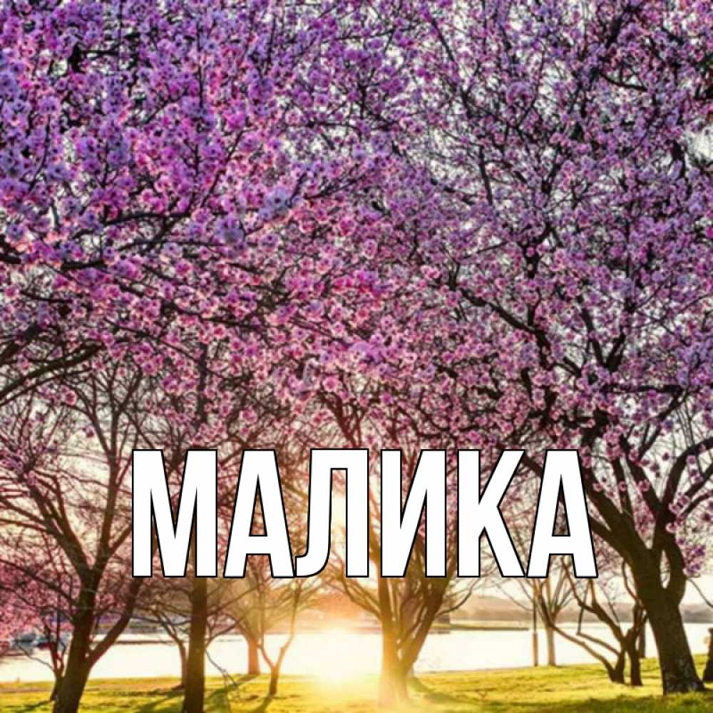 Открытка на каждый день с именем, Малика Главная наурыз Прикольная открытка с пожеланием онлайн скачать бесплатно 