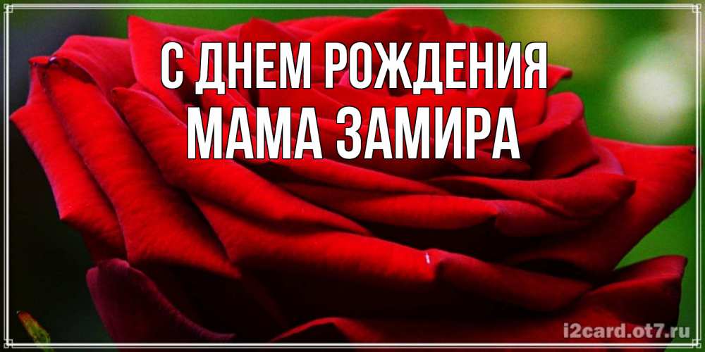 Открытка на каждый день с именем, Мама-Замира С днем рождения розочка очень красивая Прикольная открытка с пожеланием онлайн скачать бесплатно 