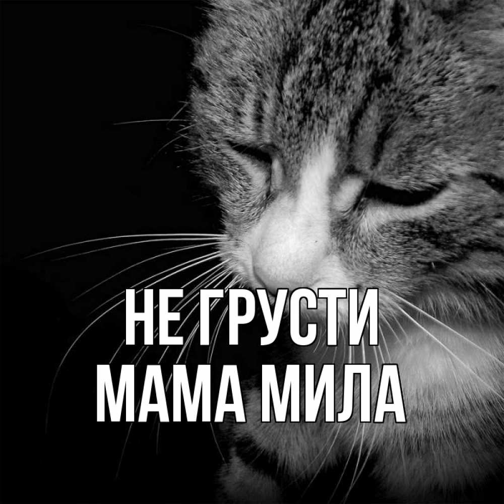 Открытка на каждый день с именем, Мама-Мила Не грусти грустный котик Прикольная открытка с пожеланием онлайн скачать бесплатно 