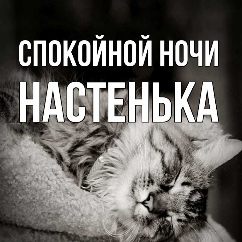 Открытка на каждый день с именем, НАСТЕНЬКА Спокойной ночи котярик пушистый Прикольная открытка с пожеланием онлайн скачать бесплатно 