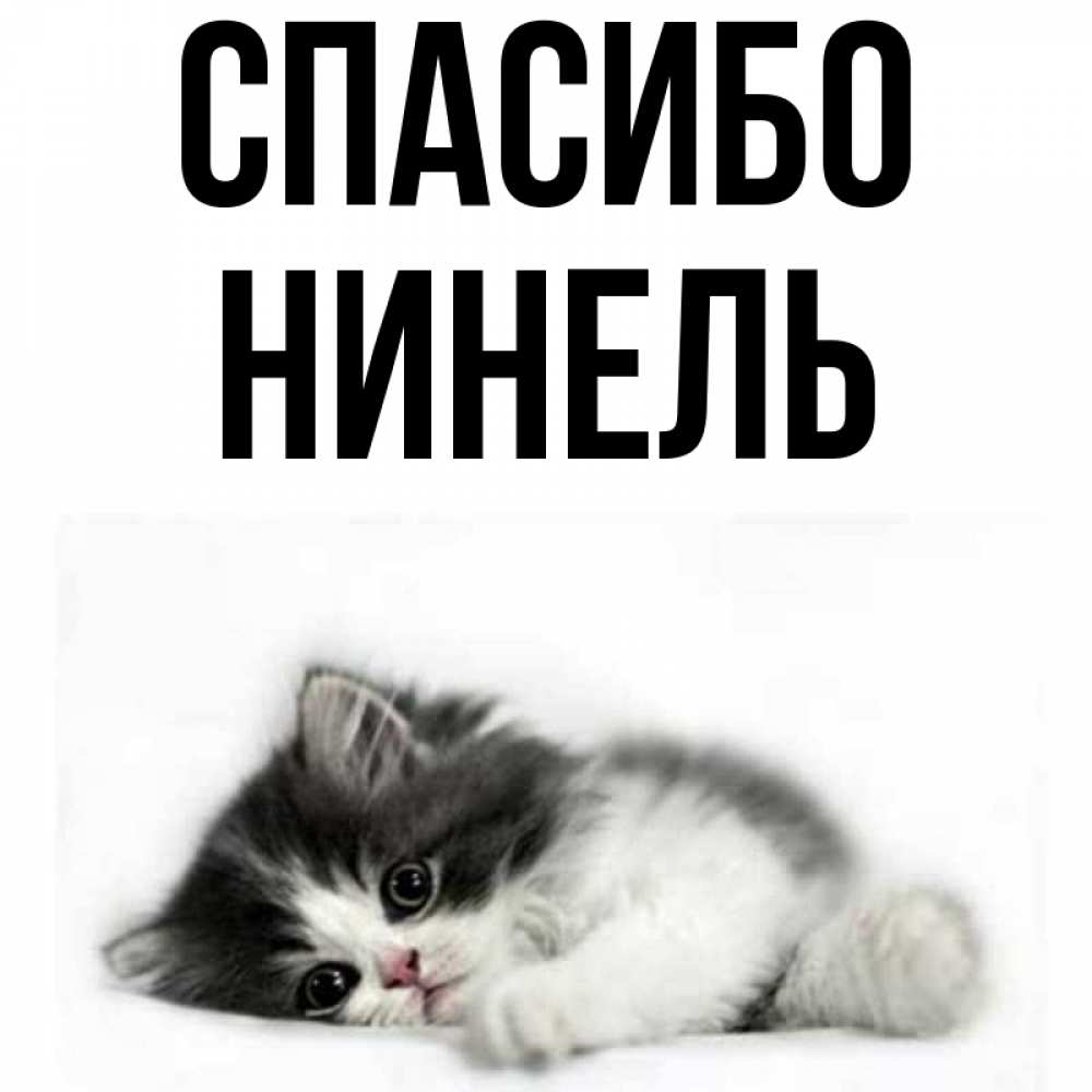 Открытка на каждый день с именем, Нинель Спасибо черный и белый кот Прикольная открытка с пожеланием онлайн скачать бесплатно 
