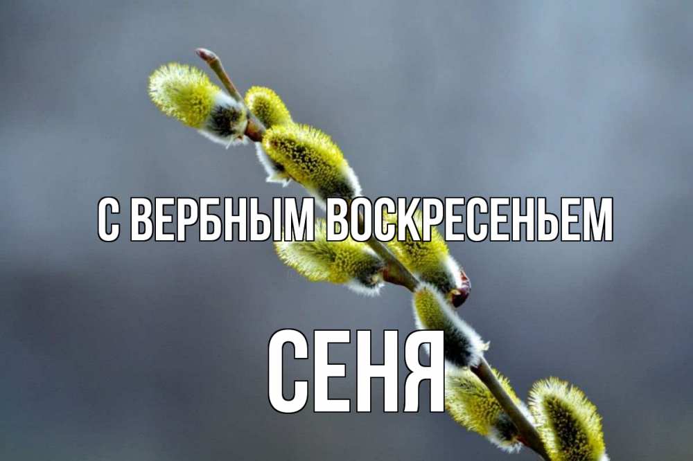Открытка на каждый день с именем, Сеня С вербным воскресеньем верба Прикольная открытка с пожеланием онлайн скачать бесплатно 