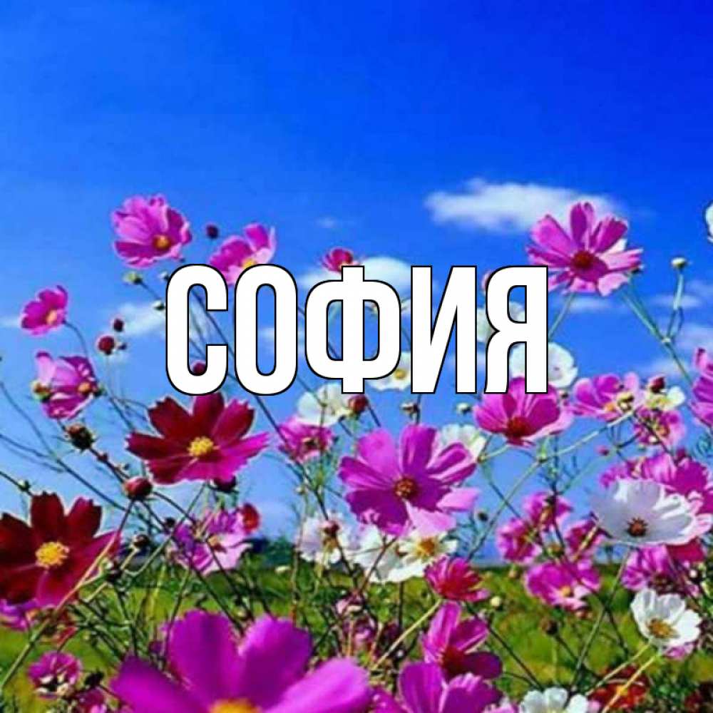 Открытка на каждый день с именем, София Главная цветы Прикольная открытка с пожеланием онлайн скачать бесплатно 