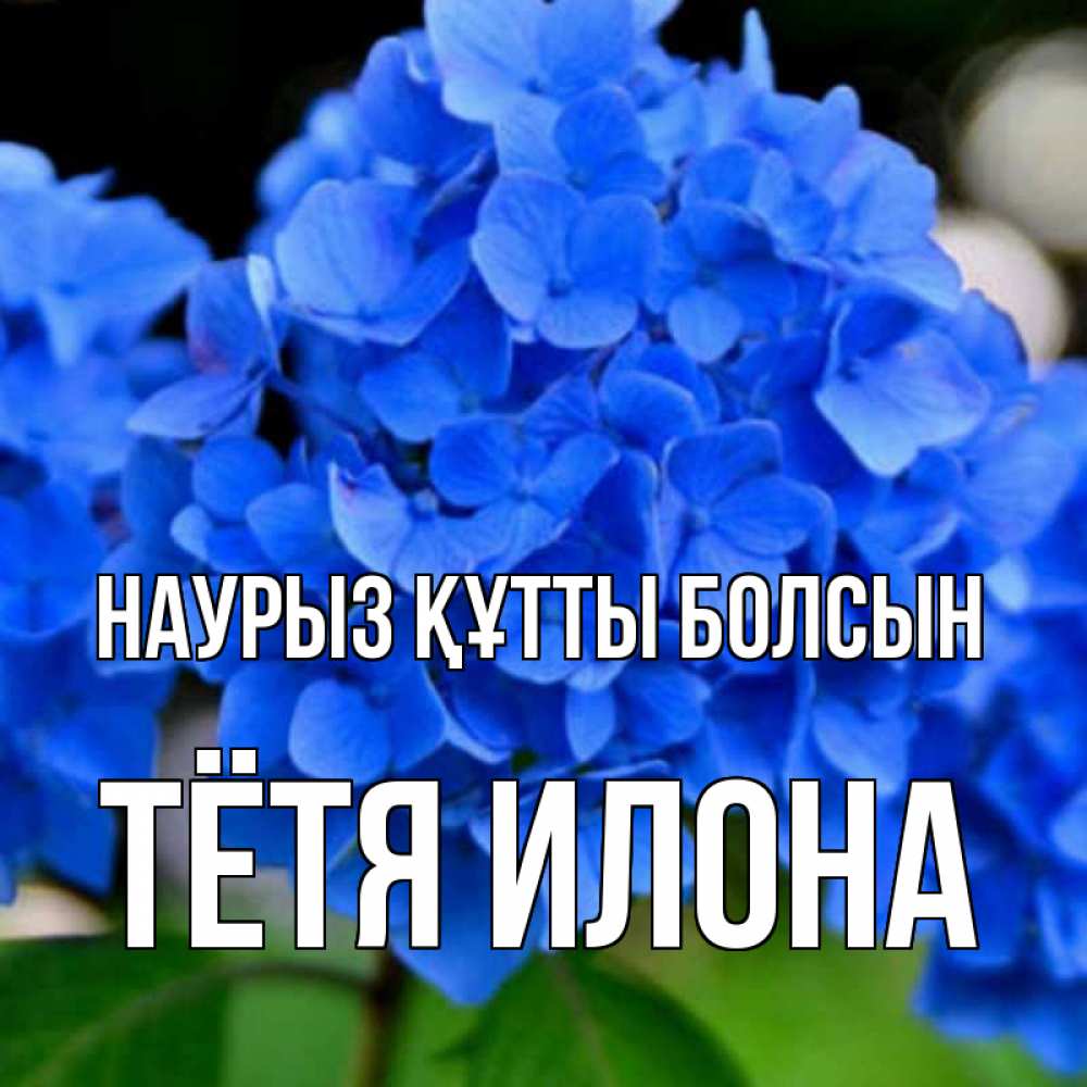 Открытка на каждый день с именем, Тётя-Илона Наурыз құтты болсын синие цветы Прикольная открытка с пожеланием онлайн скачать бесплатно 